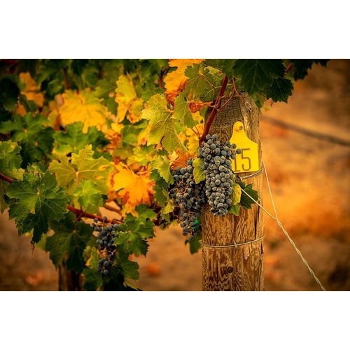 Washington State-Red Mountain Cabernet Sauvignon grapes and fall colors on the vine leaves
